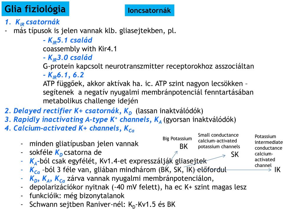 ATP szint nagyon lecsökken segítenek a negatív nyugalmi membránpotenciál fenntartásában metabolikus challenge idején 2. Delayed rectifier K+ csatornák, K D (lassan inaktválódók) 3.