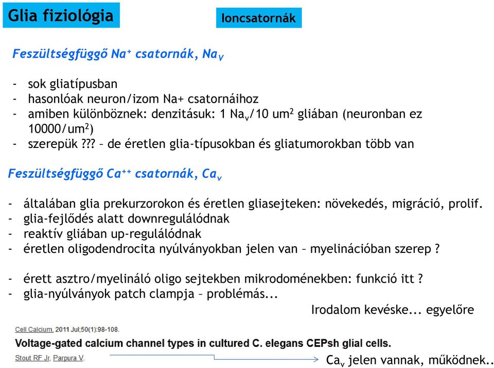 ?? de éretlen glia-típusokban és gliatumorokban több van Feszültségfüggő Ca ++ csatornák, Ca v - általában glia prekurzorokon és éretlen gliasejteken: növekedés, migráció, prolif.