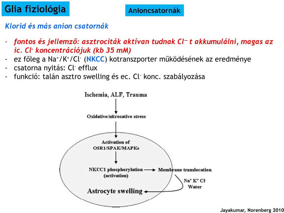 Cl - koncentrációjuk (kb 35 mm) - ez főleg a Na + /K + /Cl - (NKCC) kotranszporter