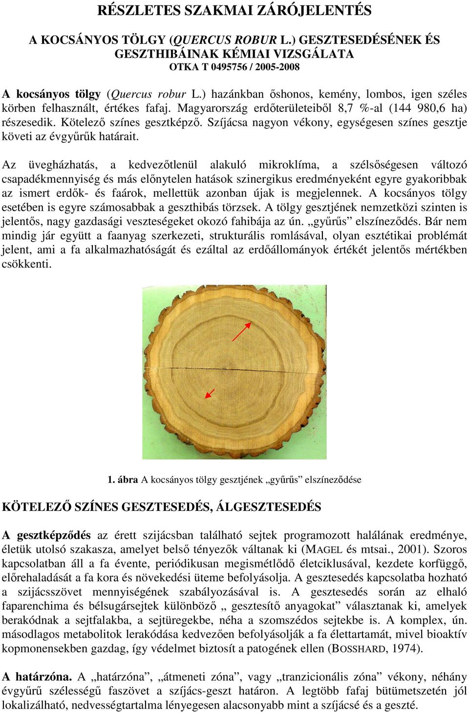 Szíjácsa nagyon vékony, egységesen színes gesztje követi az évgyőrők határait.