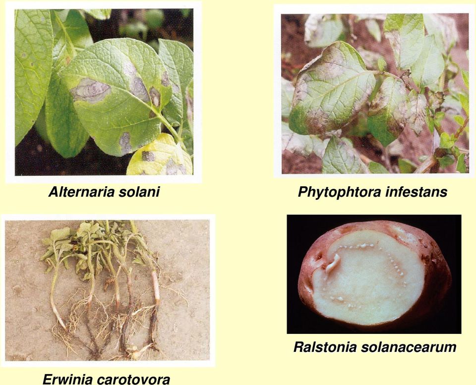 infestans Ralstonia