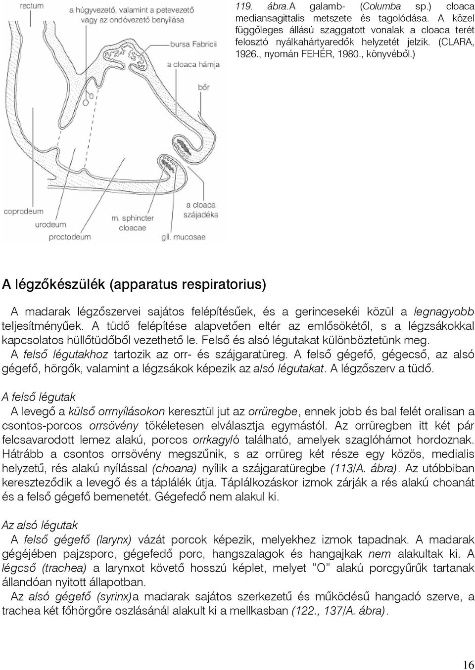 A tüdô felépítése alapvetôen eltér az emlôsökétôl, s a légzsákokkal kapcsolatos hüllôtüdôbôl vezethetô le. Felsô és alsó légutakat különböztetünk meg.