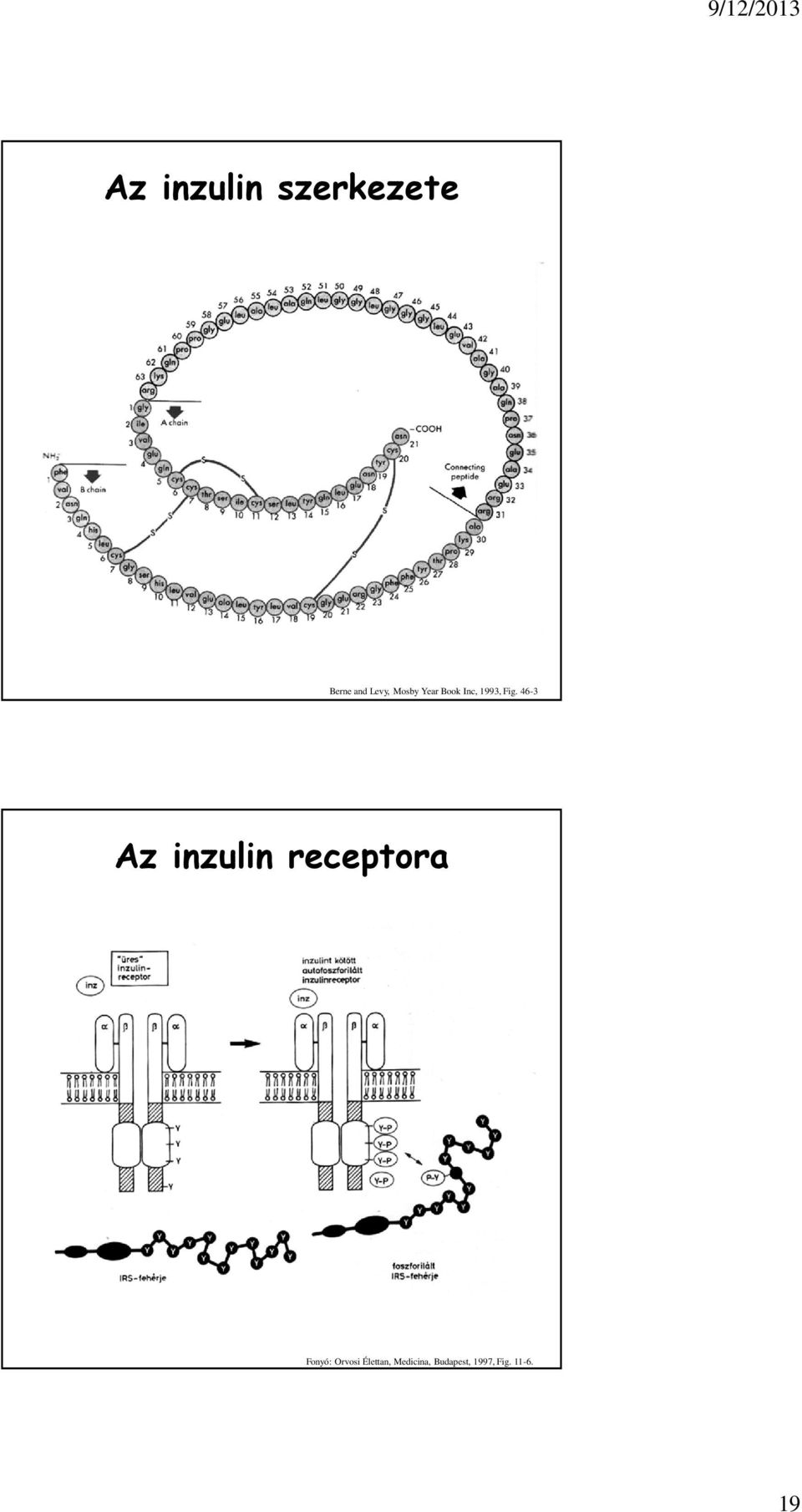 46-3 Az inzulin receptora Fonyó: Orvosi