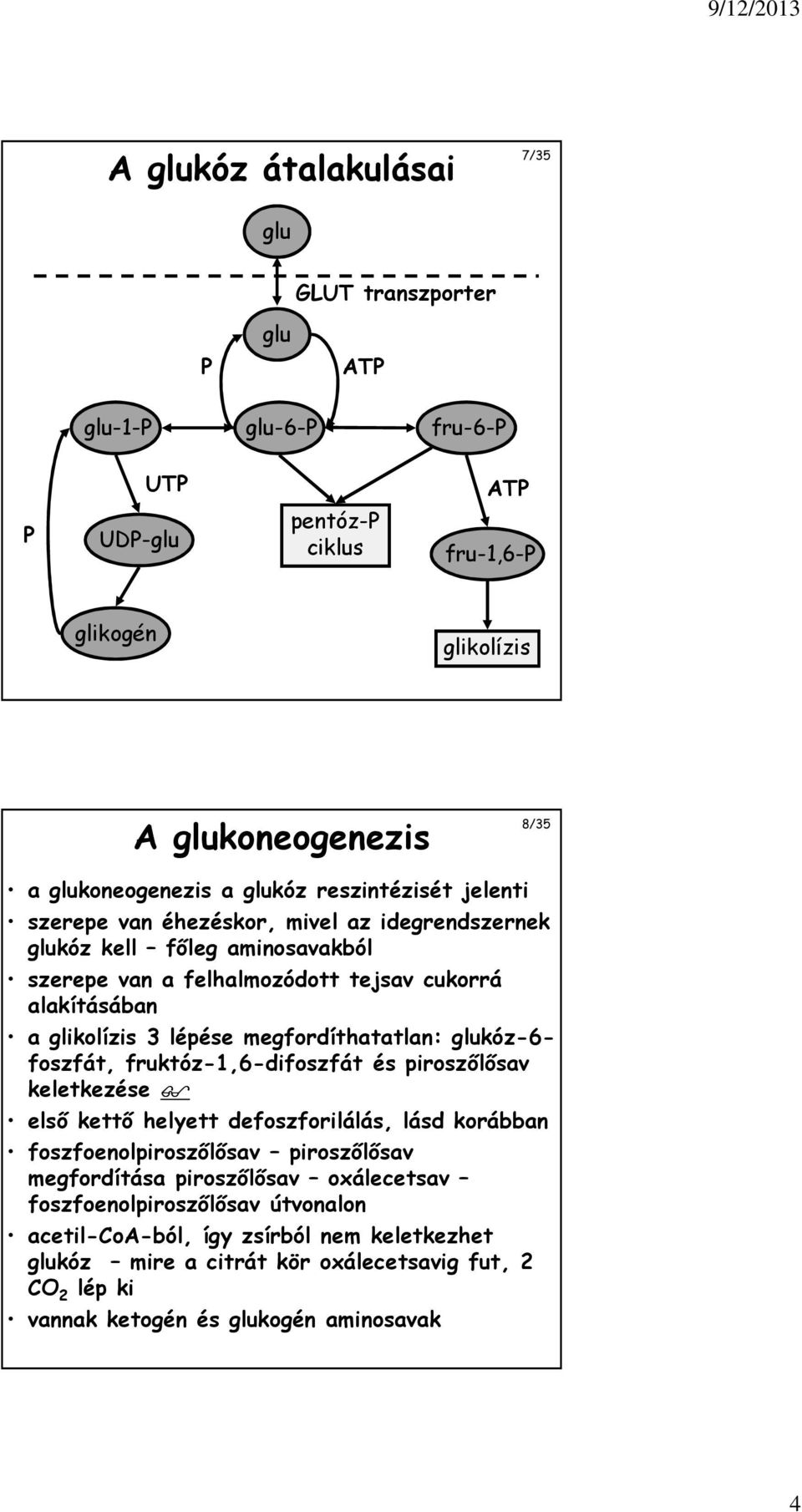 megfordíthatatlan: glukóz-6- foszfát, fruktóz-1,6-difoszfát és piroszőlősav keletkezése első kettő helyett defoszforilálás, lásd korábban foszfoenolpiroszőlősav piroszőlősav megfordítása