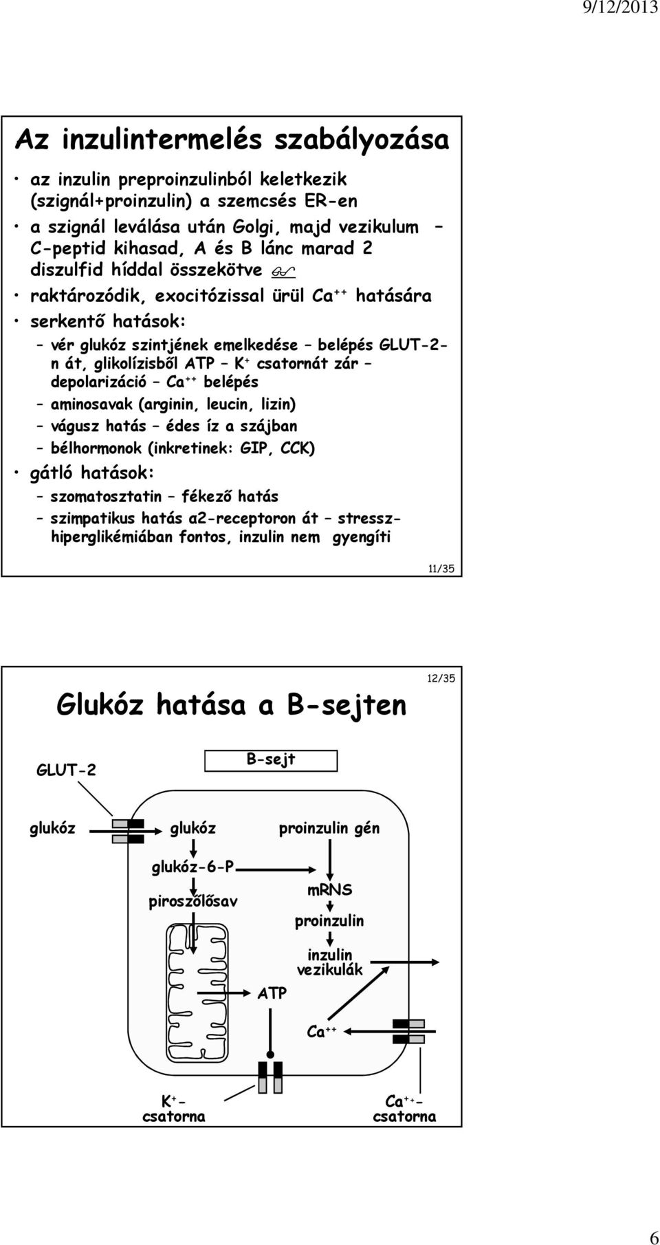 Ca ++ belépés aminosavak (arginin, leucin, lizin) vágusz hatás édes íz a szájban bélhormonok (inkretinek: GIP, CCK) gátló hatások: szomatosztatin fékező hatás szimpatikus hatás α2-receptoron át