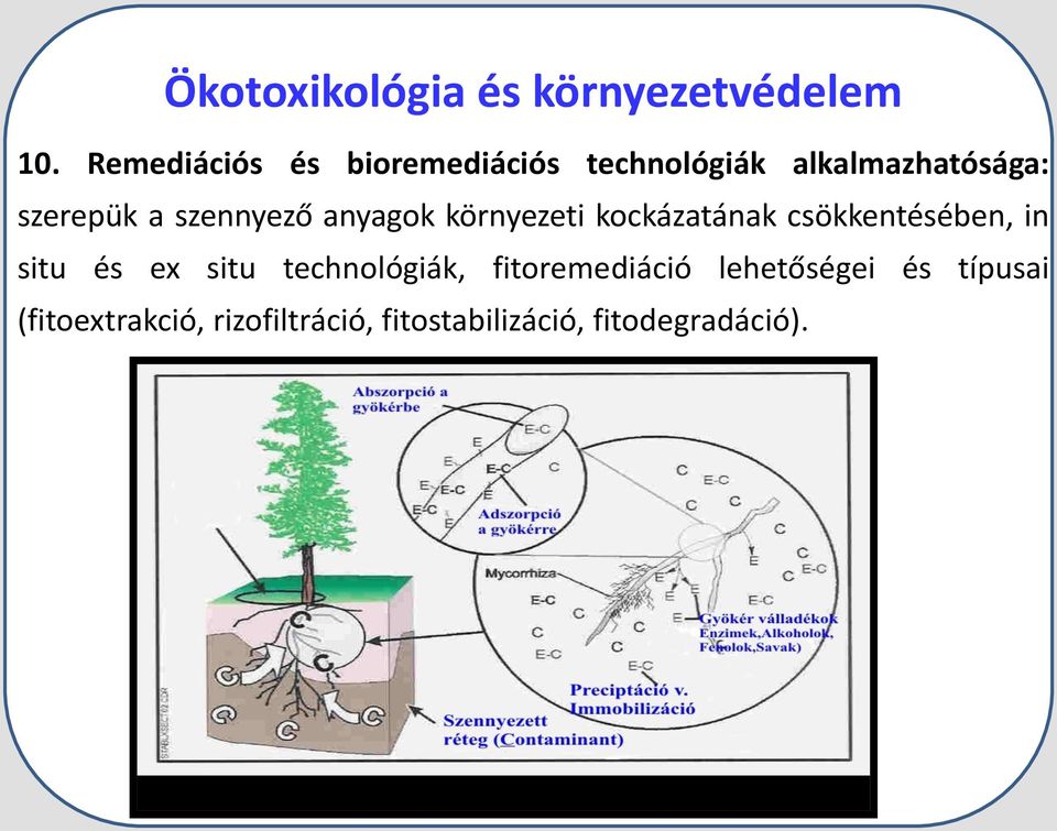 és típusai (fitoextrakció, rizofiltráció, fitostabilizáció, fitodegradáció).