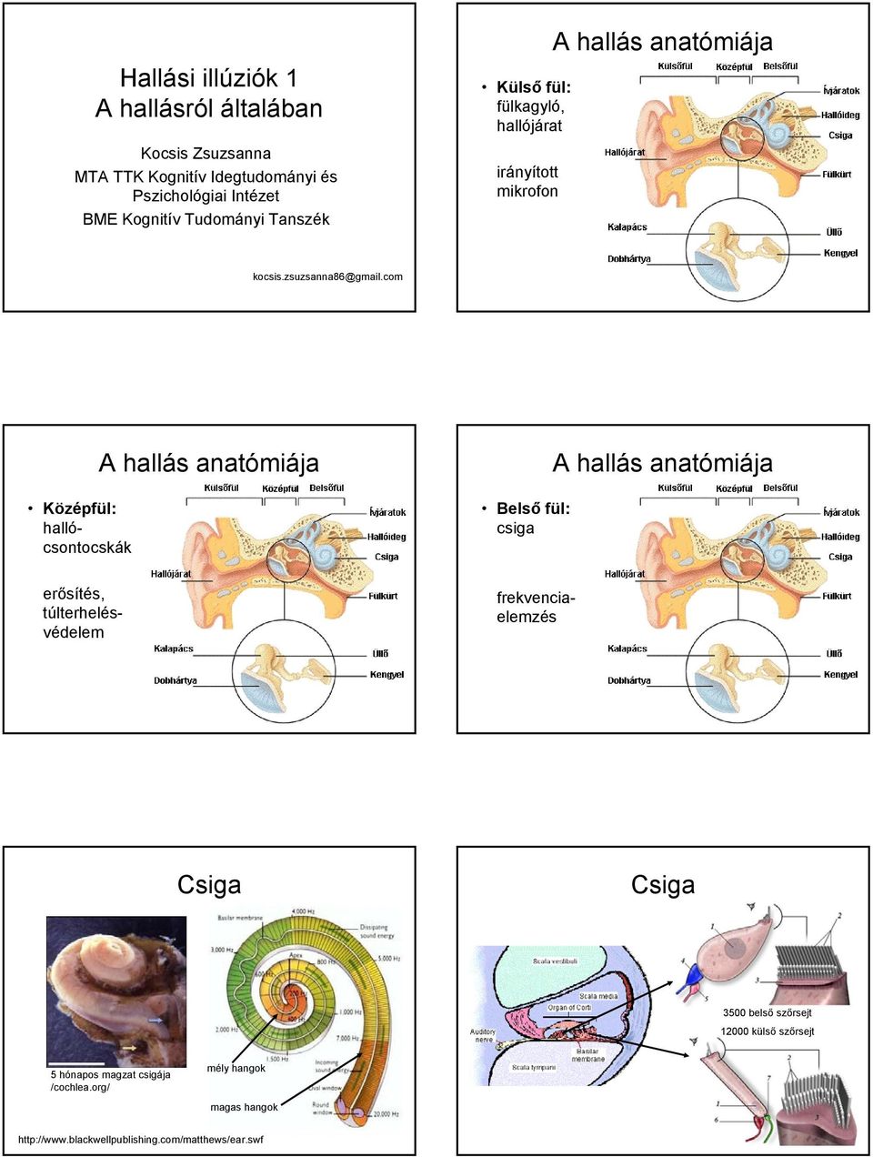 Külső fül: Középfül: Belső fül: - PDF Ingyenes letöltés