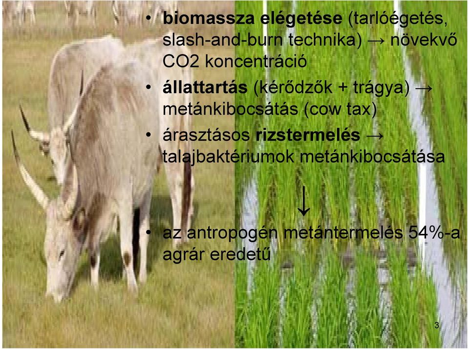 metánkibocsátás (cow tax) árasztásos rizstermelés