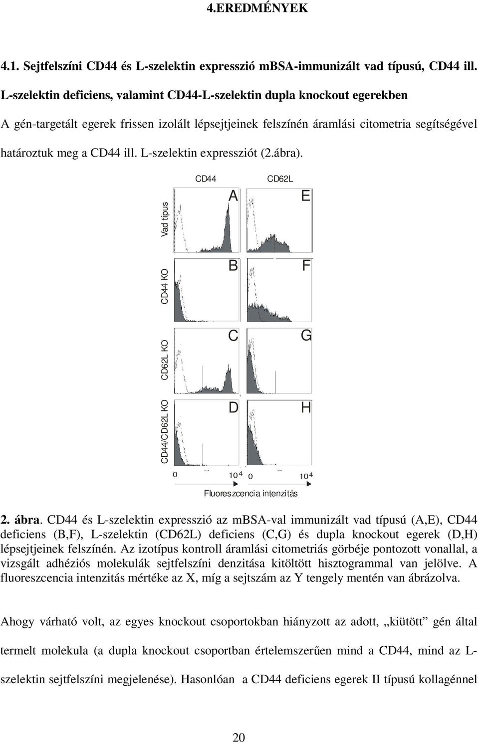 L-szelektin expressziót (2.ábra). Vad típus CD44 A CD62L E CD44 KO B F CD62L KO C G CD44/CD62L KO D H 0 10 4 0 10 4 Fluoreszcencia intenzitás 2. ábra.