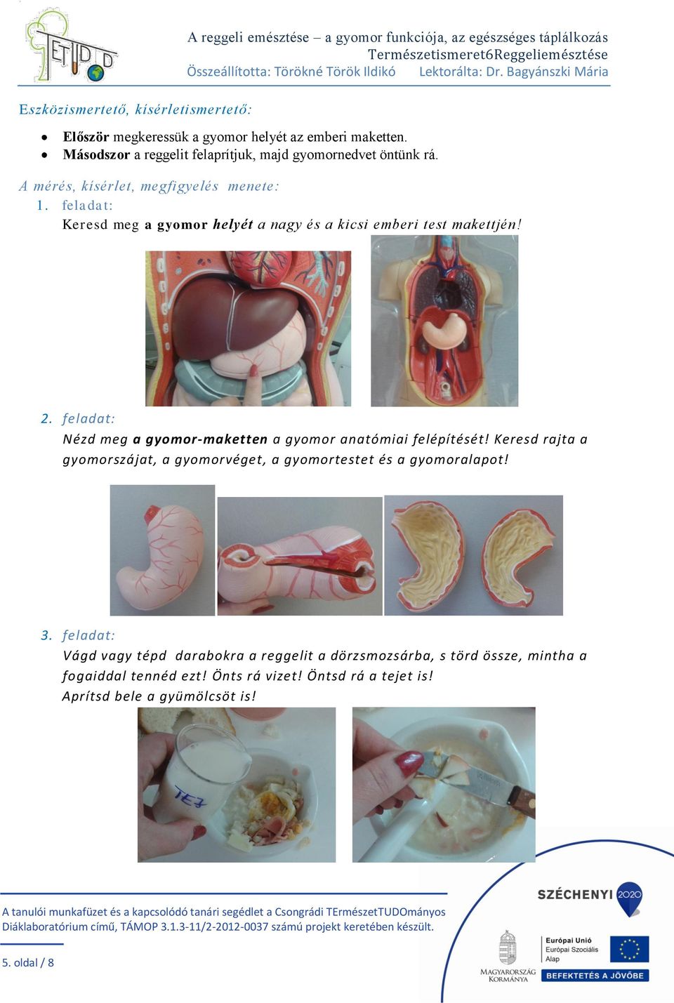 feladat: Keresd meg a gyomor helyét a nagy és a kicsi emberi test makettjén! 2. feladat: Nézd meg a gyomor-maketten a gyomor anatómiai felépítését!