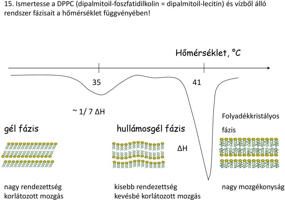 Hőmérséklet, C 35 41 gél fázis ~ 1/ 7 ΔH hullámosgél fázis ΔH Folyadékkristályos