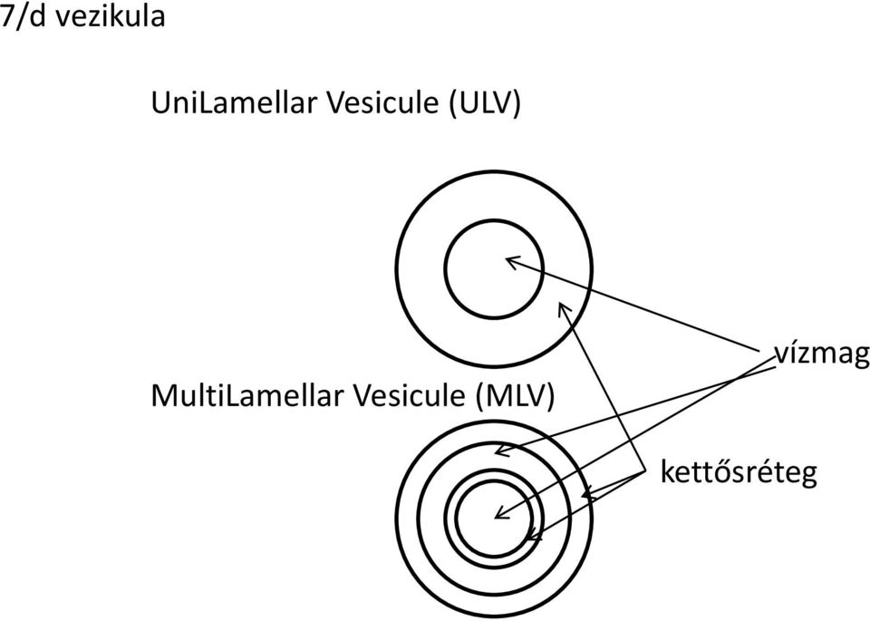 (ULV) MultiLamellar
