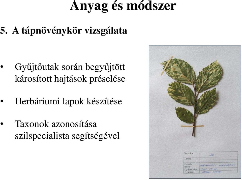 begyűjtött károsított hajtások préselése