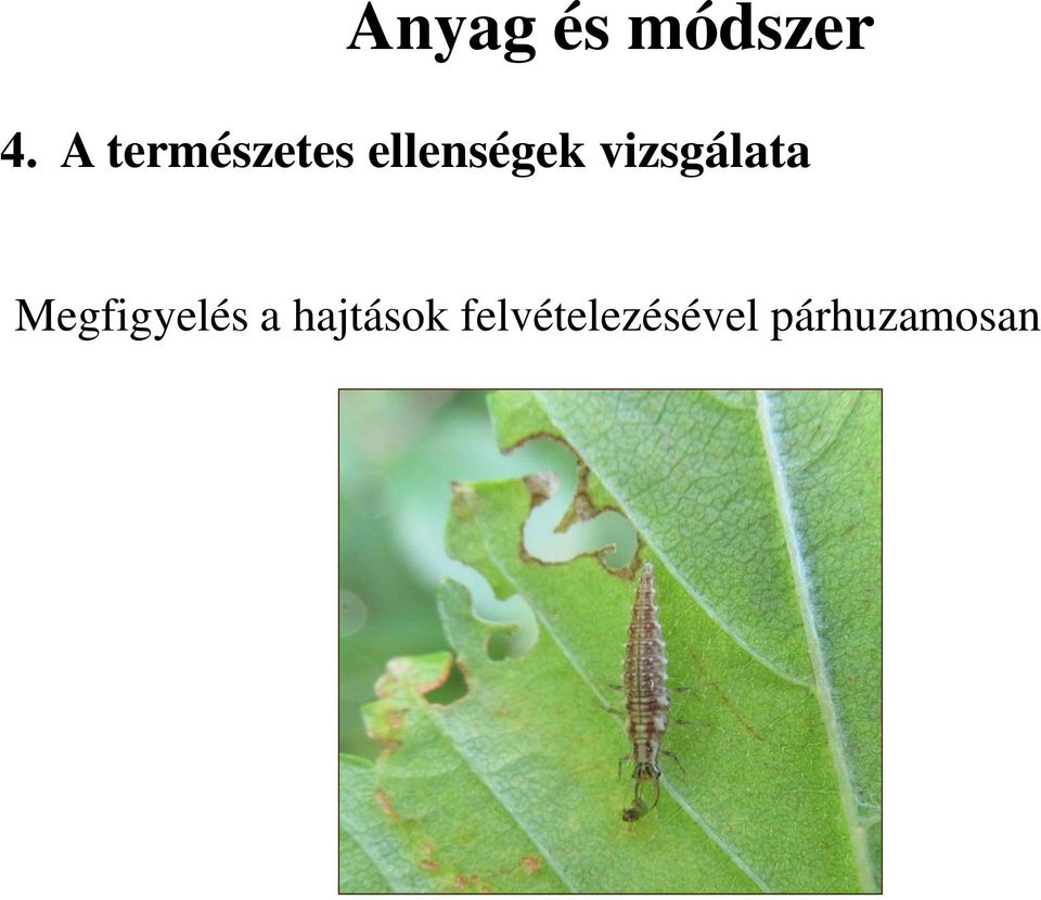 vizsgálata Megfigyelés a