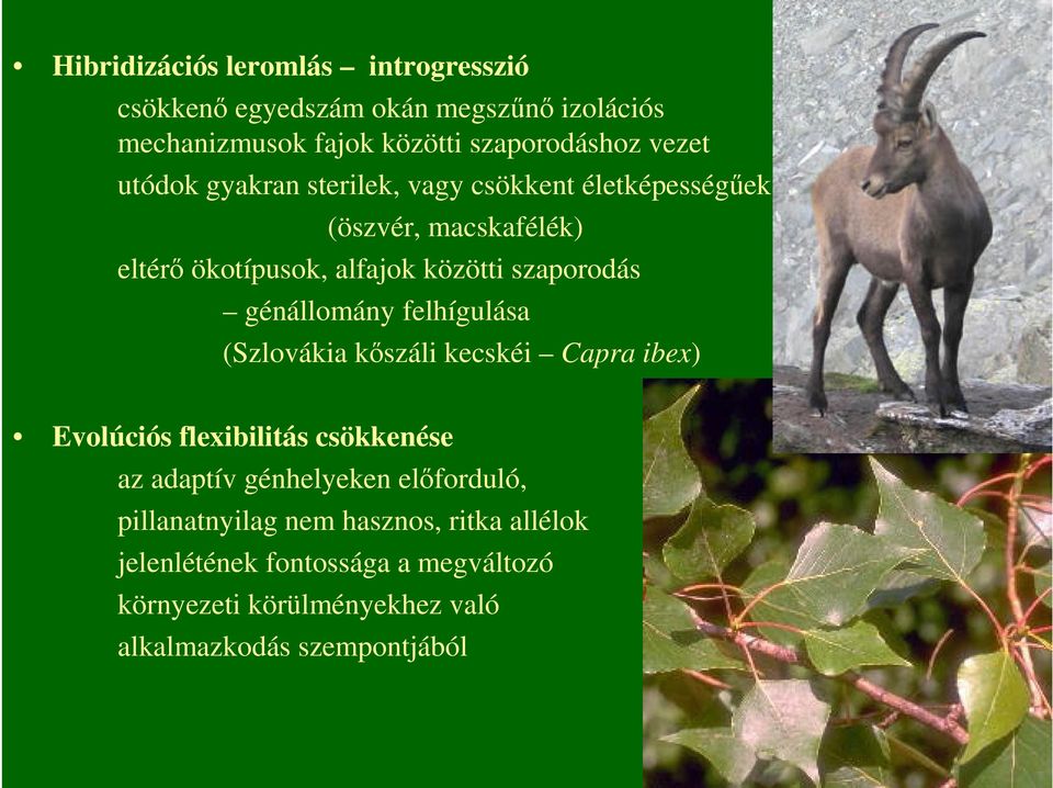 génállomány felhígulása (Szlovákia kıszáli kecskéi Capra ibex) Evolúciós flexibilitás csökkenése az adaptív génhelyeken