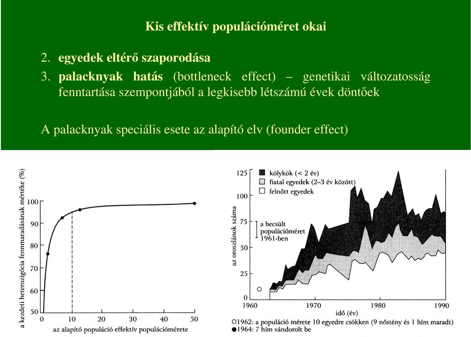 palacknyak hatás (bottleneck effect) genetikai változatosság