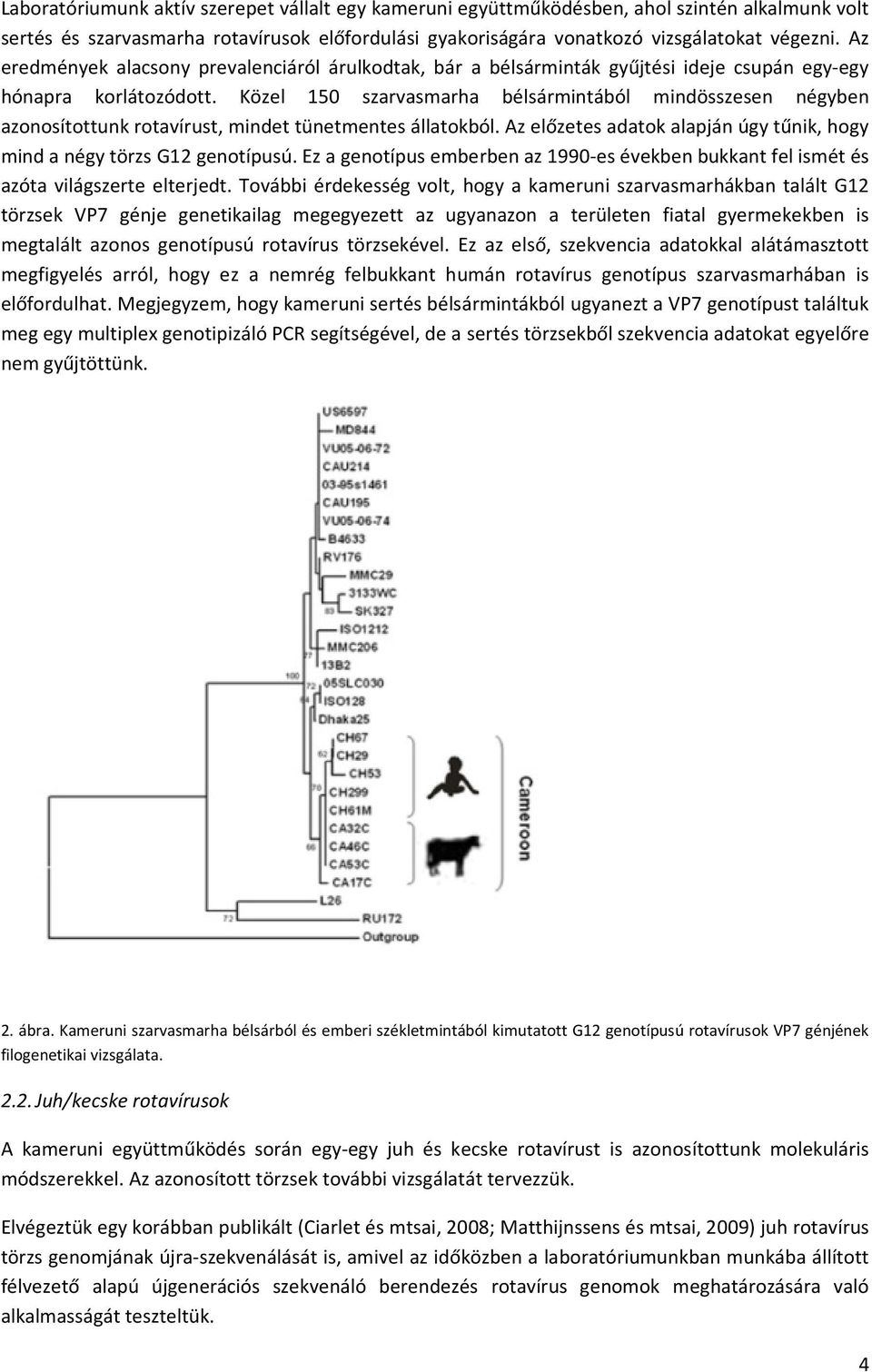 Közel 150 szarvasmarha bélsármintából mindösszesen négyben azonosítottunk rotavírust, mindet tünetmentes állatokból. Az előzetes adatok alapján úgy tűnik, hogy mind a négy törzs G12 genotípusú.