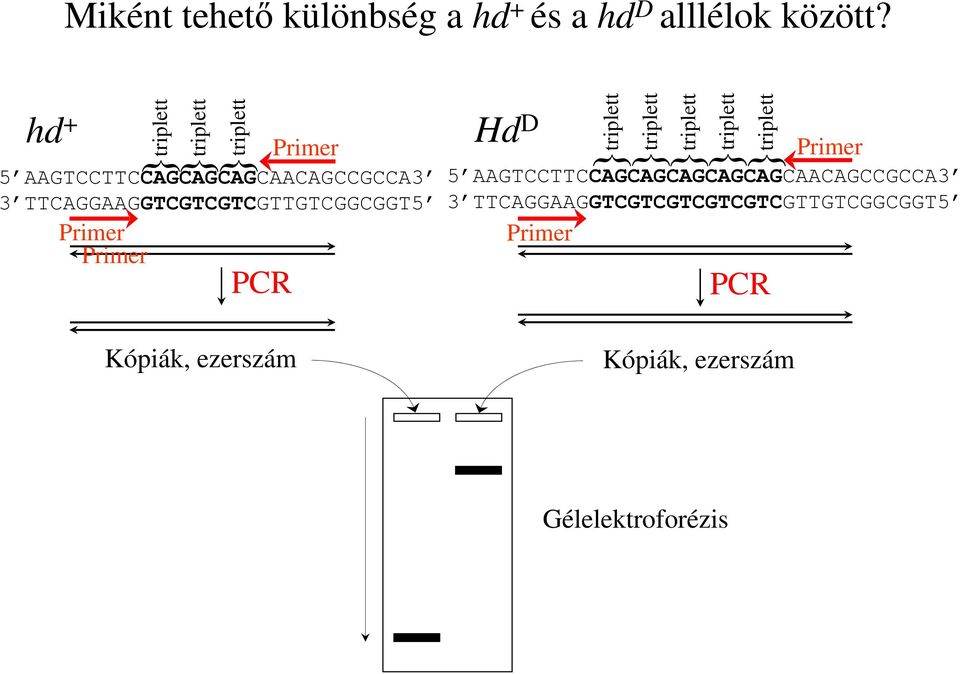 TTCAGGAAGGTCGTCGTCGTTGTCGGCGGT5 Primer Primer PCR Hd D Primer 5