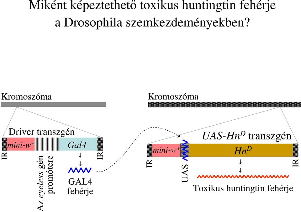 Kromoszóma Kromoszóma IR Driver transzgén Gal4 mini-w +