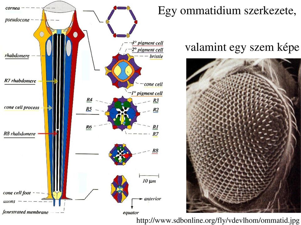 szem képe http://www.