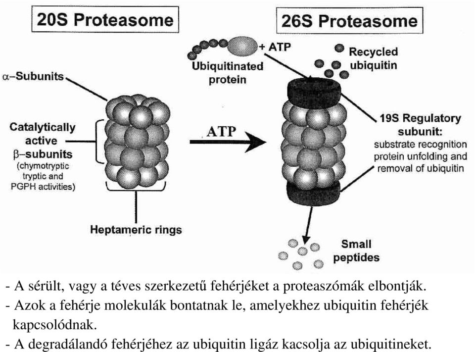 - Azok a fehérje molekulák bontatnak le, amelyekhez
