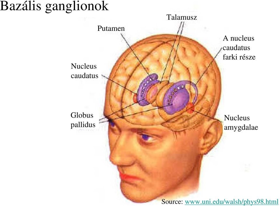 farki része Globus pallidus Nucleus