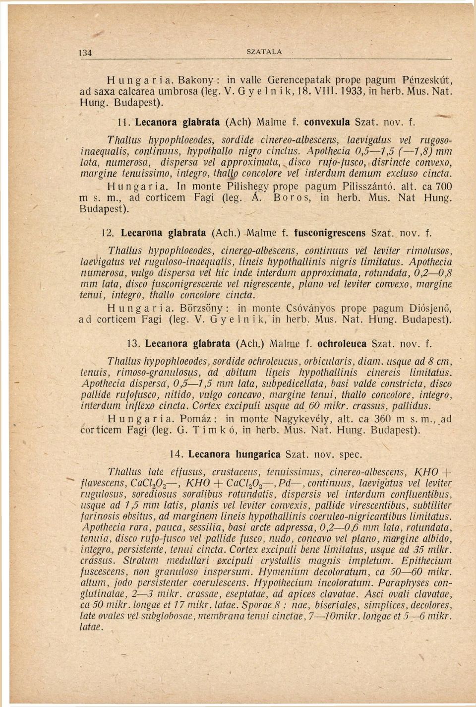 Apothecia 0,5 1,5 ( 1,8) mm lata, numerosa, dispersa vel approximata,. disco rufo-fusco, disrincte convexo, margine tenuissimo, integro, thallo concolore vel inter dum demum excluso cincta.