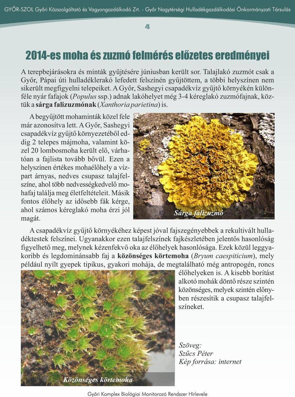 A Győr, Sashegyi csapadékvíz gyűjtő környékén különféle nyár fafajok (Populus ssp.) adnak lakóhelyet még 3-4 kéreglakó zuzmófajnak, köztük a sárga falizuzmónak (Xanthoria parietina) is.