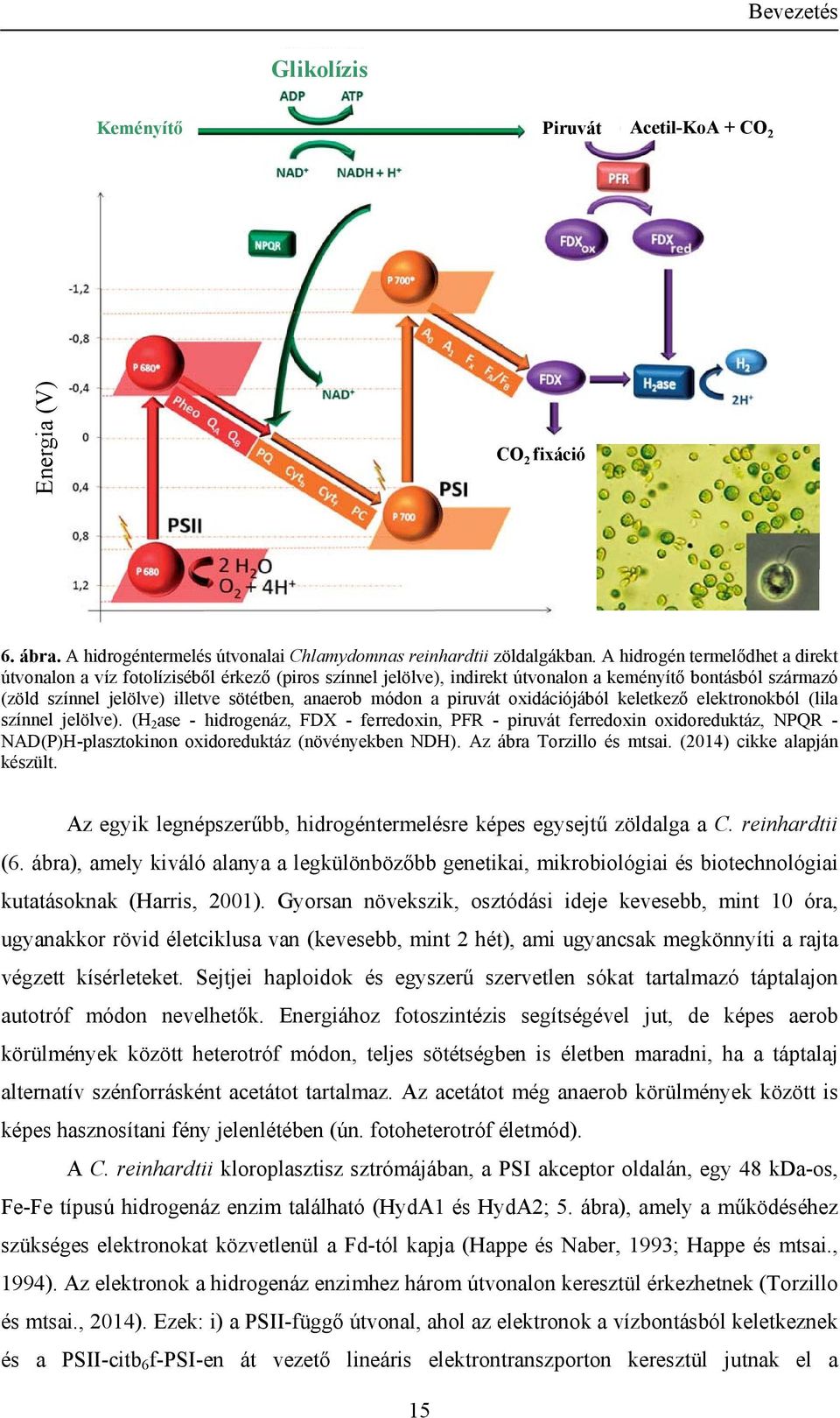 a piruvát oxidációjából keletkező elektronokból (lila színnel jelölve).