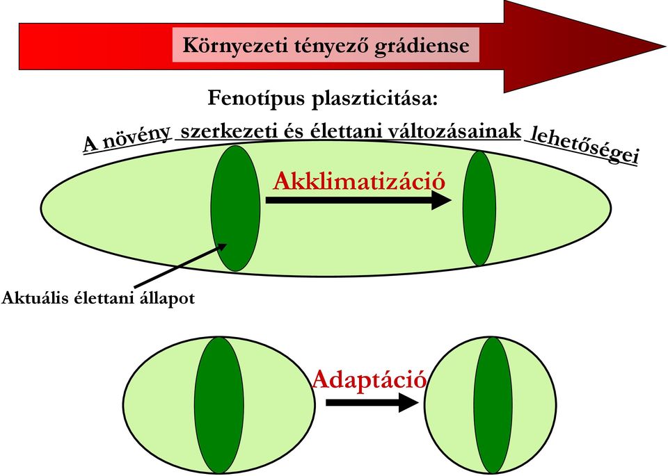 és élettani változásainak