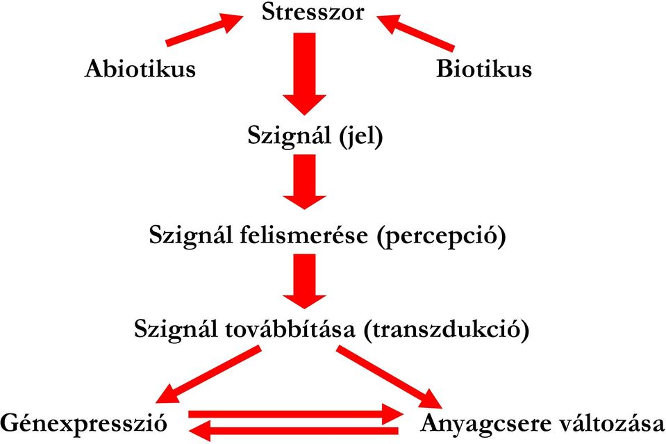 (percepció) Szignál továbbítása