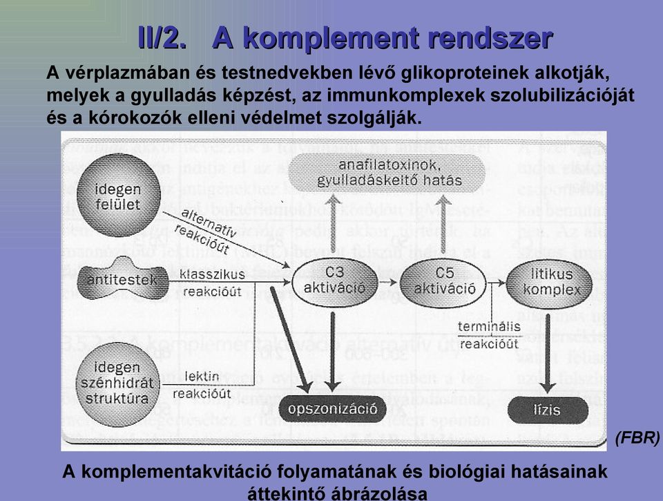 immunkomplexek szolubilizációját és a kórokozók elleni védelmet