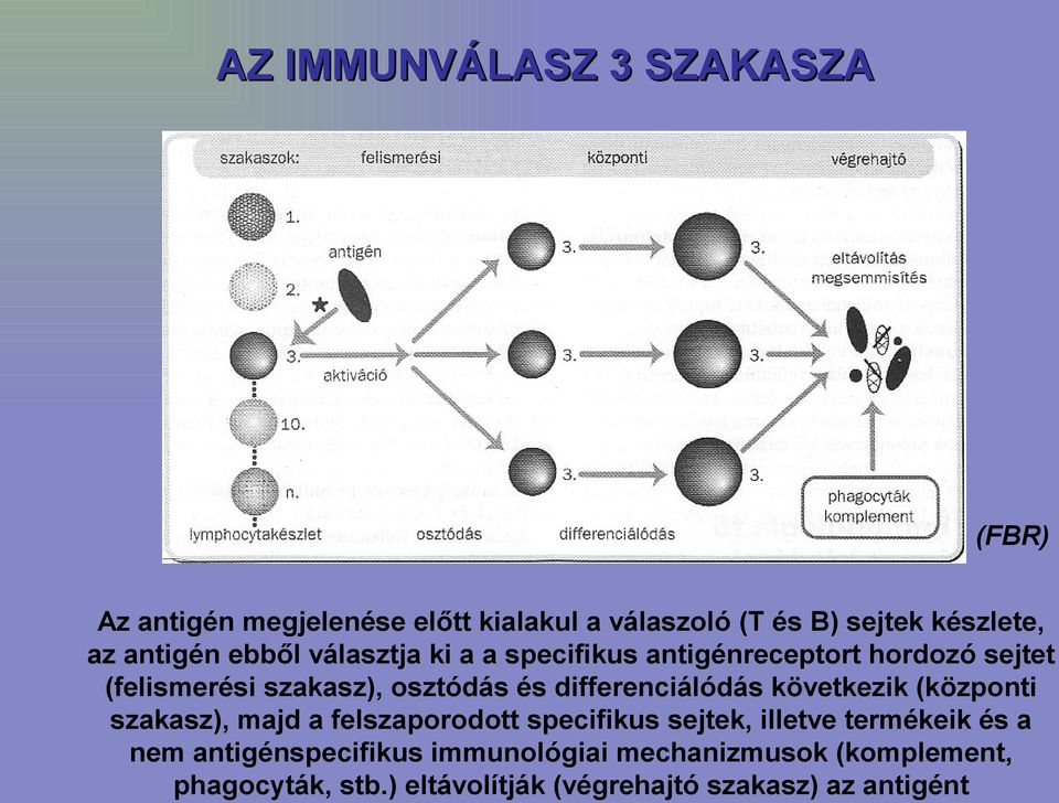 differenciálódás következik (központi szakasz), majd a felszaporodott specifikus sejtek, illetve termékeik és a