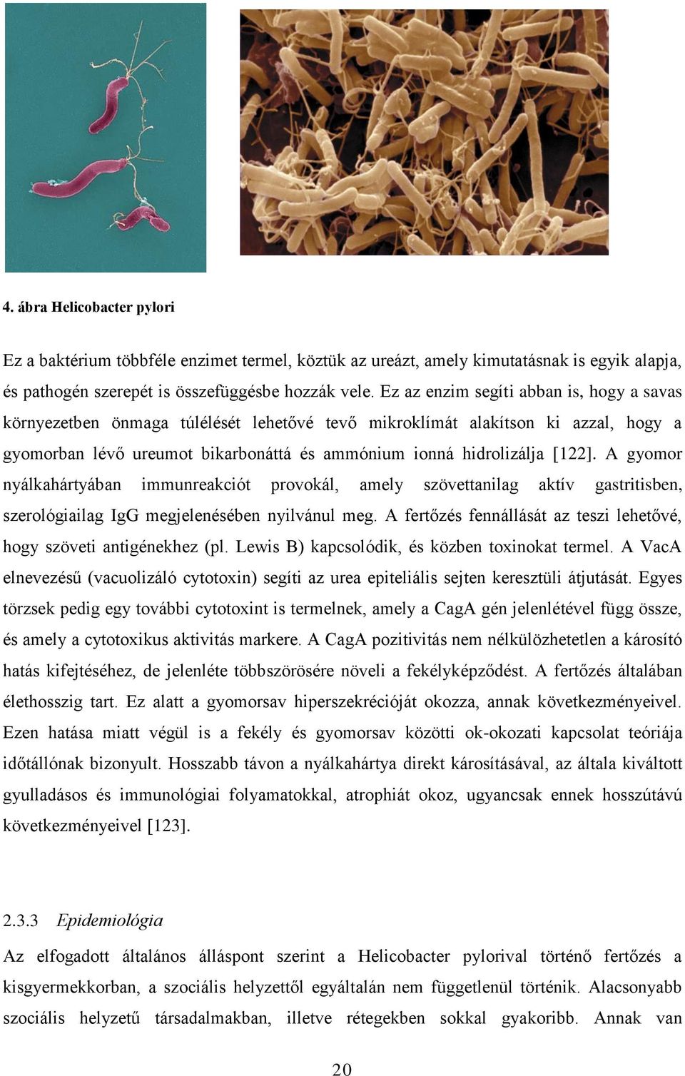 Ez az enzim segíti abban is, hogy a savas környezetben önmaga túlélését lehetővé tevő mikroklímát alakítson ki azzal, hogy a gyomorban lévő ureumot bikarbonáttá és ammónium ionná hidrolizálja [122].