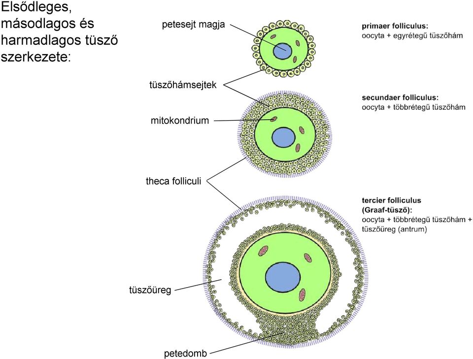petesejt magja tüszőhámsejtek