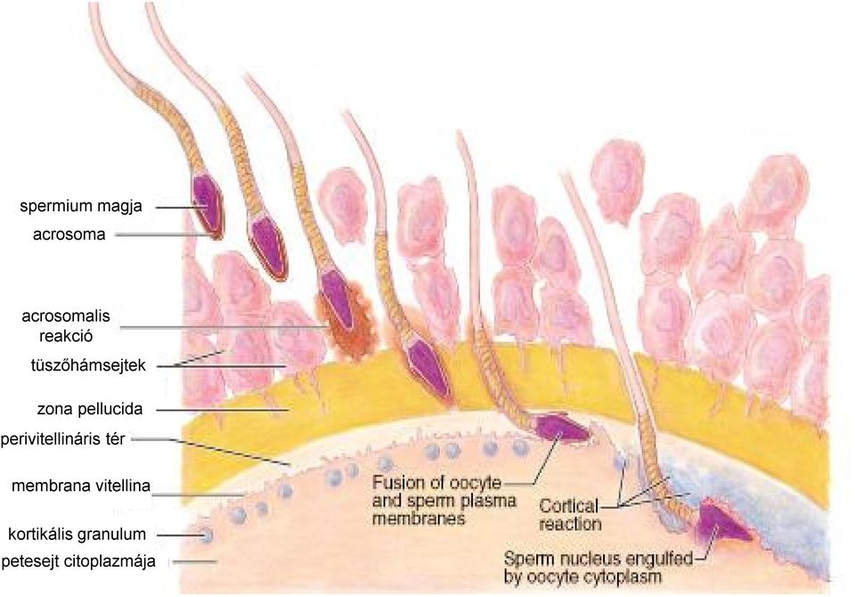 tüszőhámsejtek zona pellucida perivitellináris