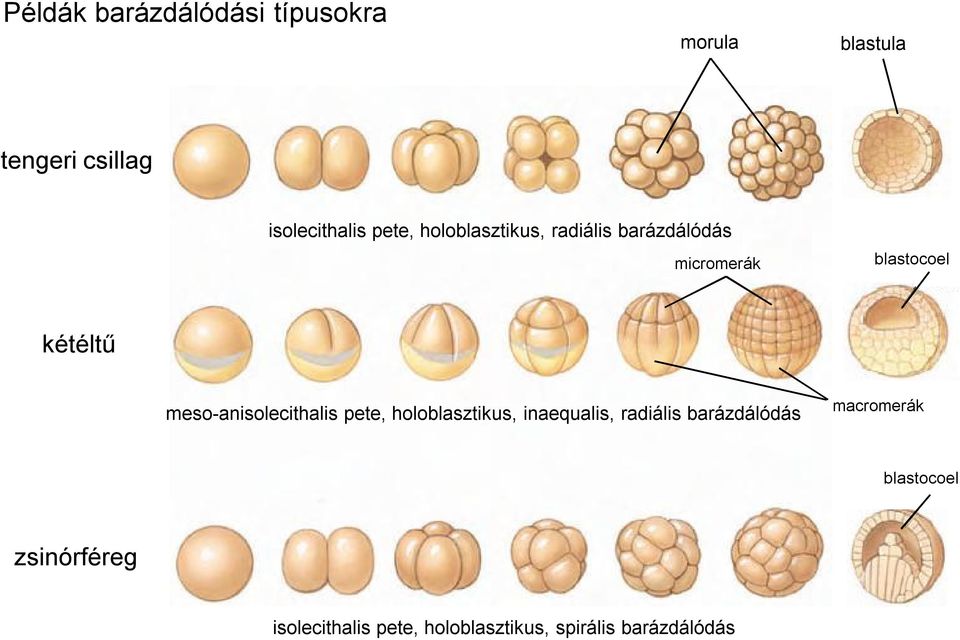 meso-anisolecithalis pete, holoblasztikus, inaequalis, radiális barázdálódás