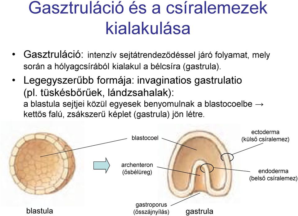 tüskésbőrűek, lándzsahalak): a blastula sejtjei közül egyesek benyomulnak a blastocoelbe kettős falú, zsákszerű képlet