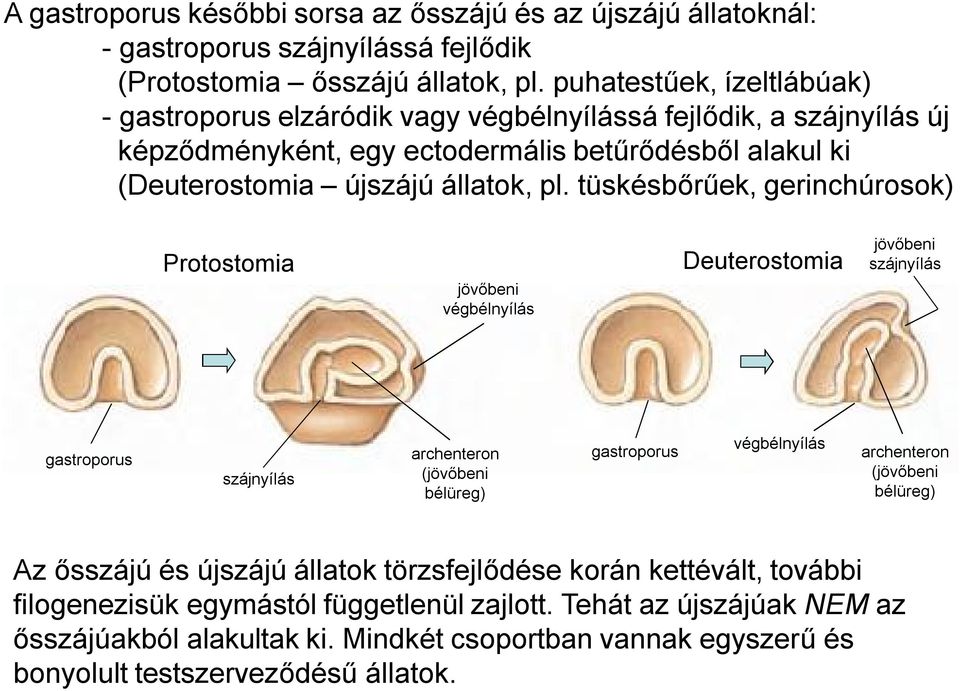 tüskésbőrűek, gerinchúrosok) Protostomia jövőbeni végbélnyílás Deuterostomia jövőbeni szájnyílás gastroporus szájnyílás archenteron (jövőbeni bélüreg) gastroporus végbélnyílás archenteron