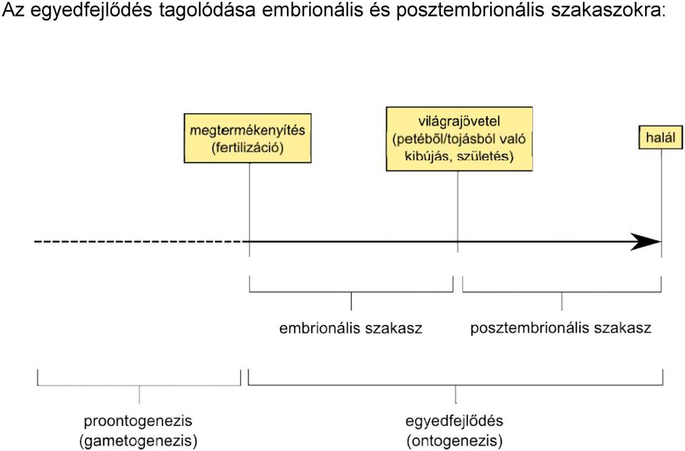 embrionális és