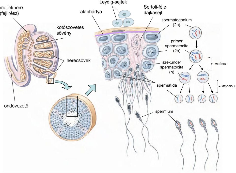 primer spermatocita (2n) herecsövek szekunder