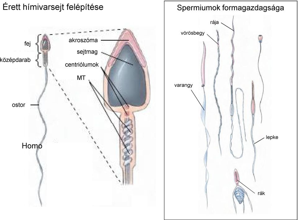 középdarab akroszóma sejtmag
