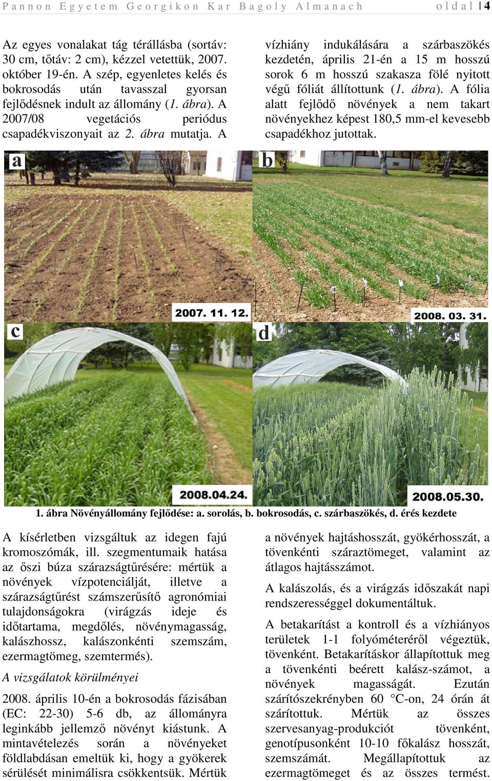 A vízhiány indukálására a szárbaszökés kezdetén, április 21-én a 15 m hosszú sorok 6 m hosszú szakasza fölé nyitott végő fóliát állítottunk (1. ábra).