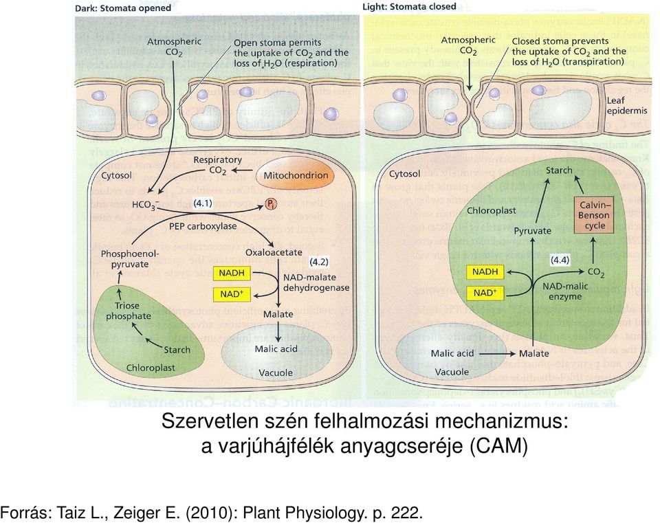 anyagcseréje (CAM) Forrás: Taiz L.
