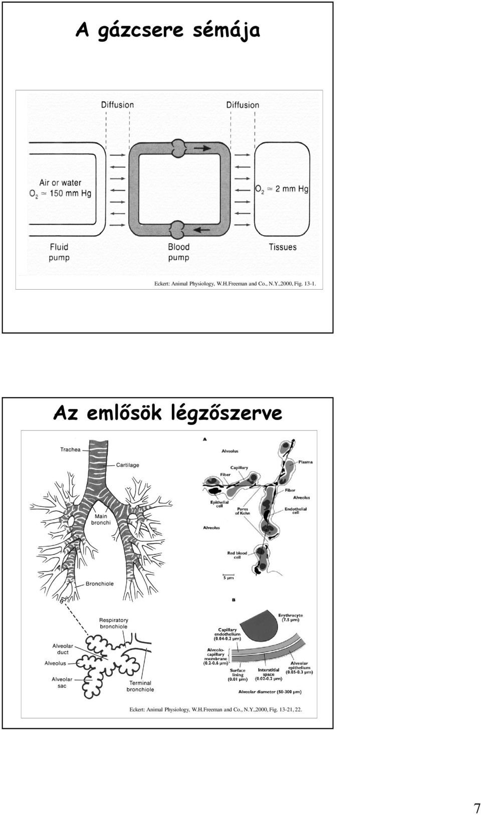 Az emlősök légzőszerve Eckert: Animal