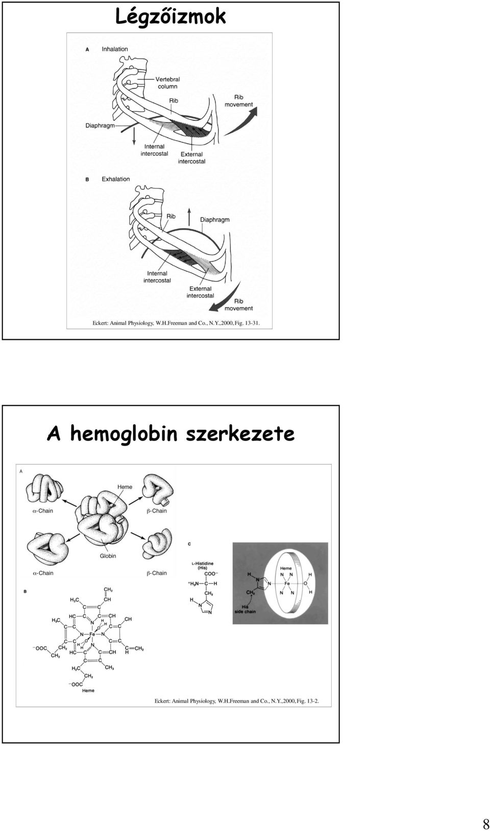 A hemoglobin szerkezete Eckert: Animal