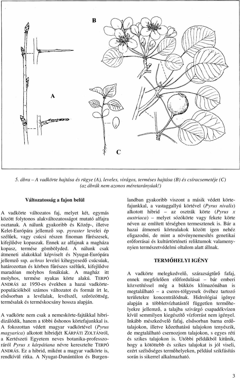 A nálunk gyakoribb és Közép-, illetve Kelet-Európára jellemzı ssp. pyraster levelei ép szélőek, vagy csúcsi részen finoman főrészesek, kifejlıdve kopaszak.