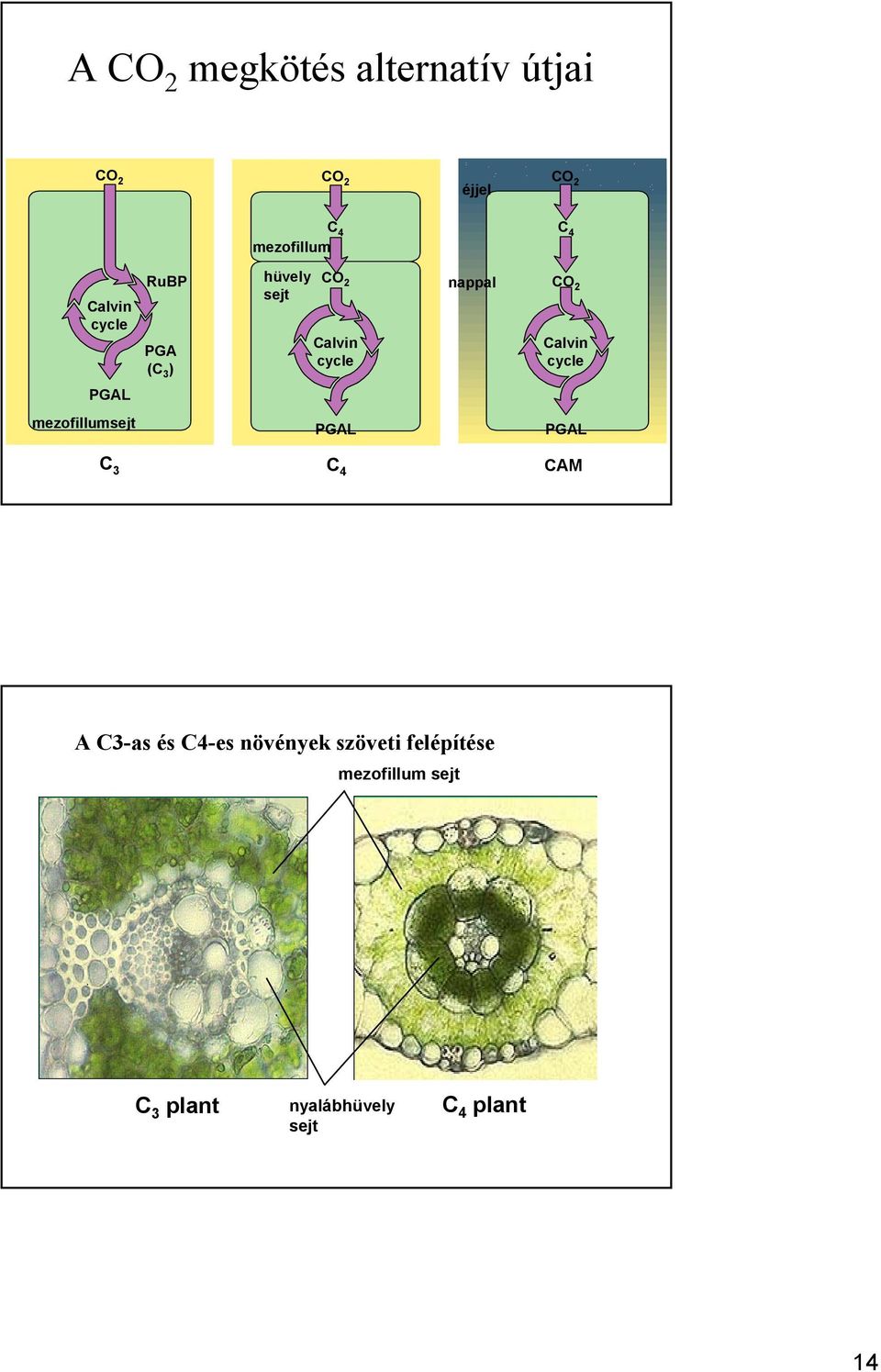 Calvin cycle PGAL mezofillumsejt PGAL PGAL C 3 C 4 CAM A C3-as és C4-es
