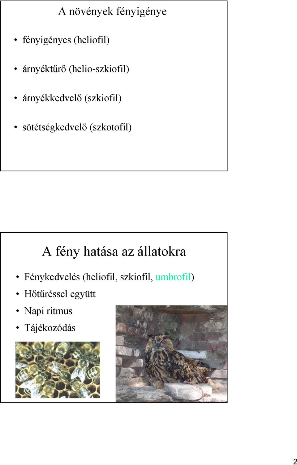 (szkotofil) A fény hatása az állatokra Fénykedvelés