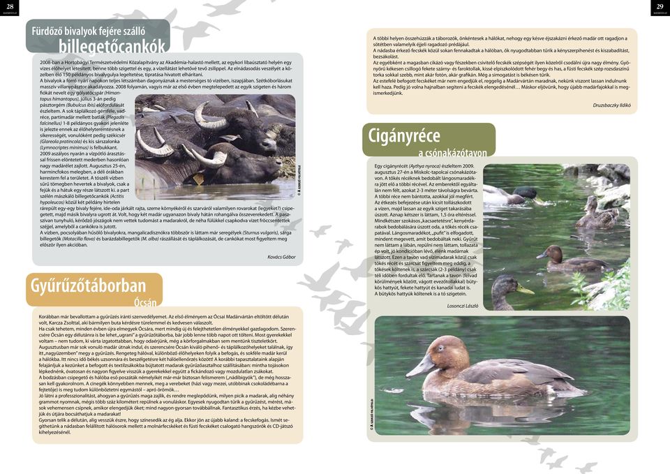 A bivalyok a forró nyári napokon teljes létszámban dagonyáznak a mesterséges tó vizében, iszapjában. Szétkóborlásukat masszív villanypásztor akadályozza.
